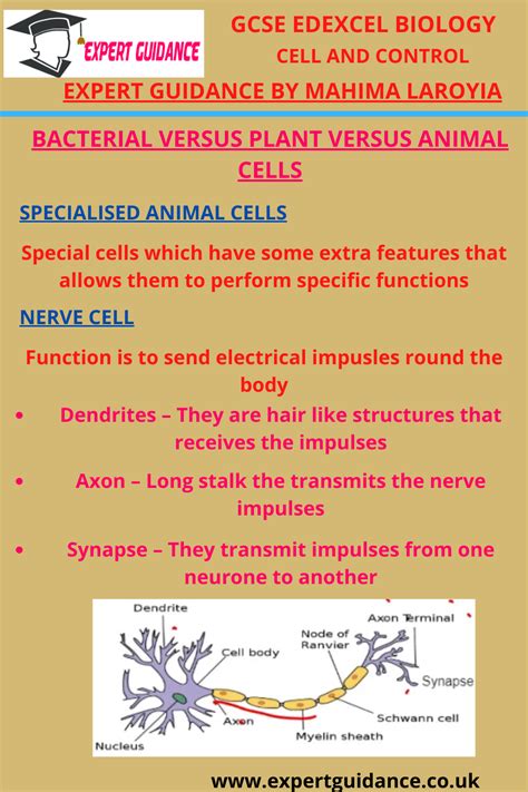 Cell walls provide structure for the cell, supporting and strengthening the cell. GCSE Edexcel Biology Cell and Control Complete Revision ...