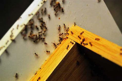 Get control ants in kitchen today w/ drive up or pick up. 10 Organic Ways To Kill Ants For Good - Mental Scoop