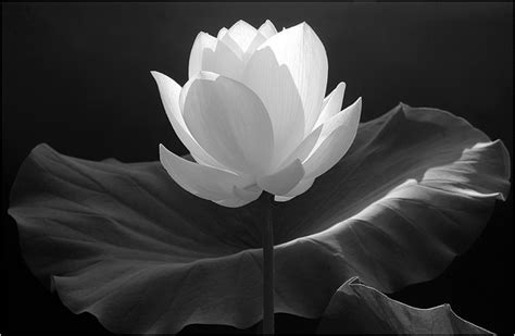 Black N White Flower By Killerwolf365 On Deviantart