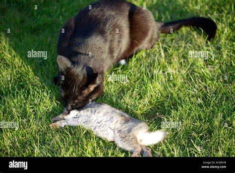 Black Cat Eating A Wild Rabbit Predator And Prey Stock Photo 7563322