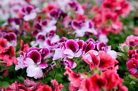 Best Flowers For Winter Blooming