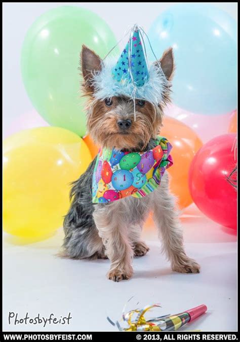 A Birthday Dog Yorkie Love This Photo Re Pin It This Is An