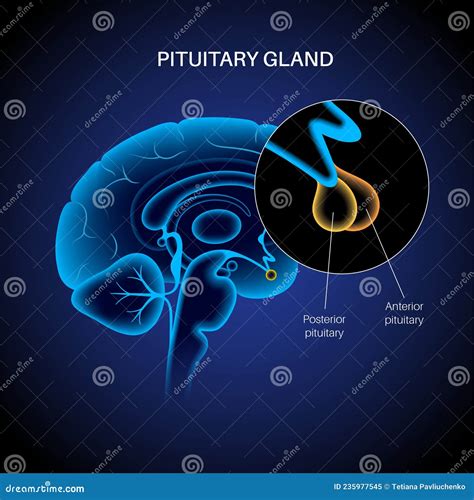 Pituitary Gland Anatomy Stock Vector Illustration Of System 82364 The