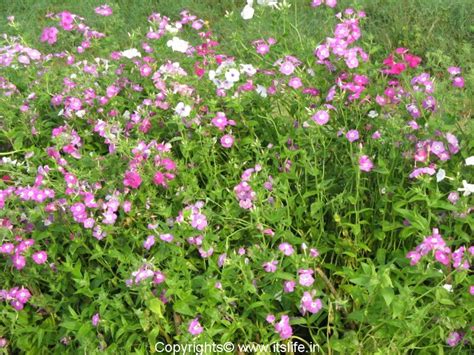 Discover more posts about tallest purple. Phlox | Annuals | Gardening Flowers