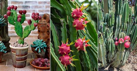 8 Exotic Fruits That Grow On Cactus Balcony Garden Web