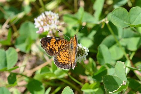 15 Common Butterflies Of Pennsylvania For National Learn About