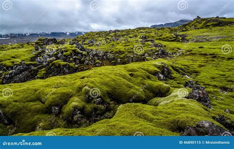 Lava Field With Green Moss In Iceland Stock Image Image Of Activity