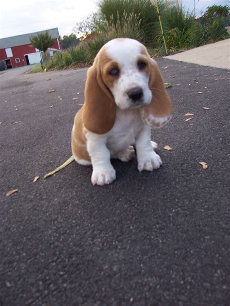 The basset hound can be a bit stubborn and food is usually near the top of their agenda. Sweet Pea at about 5 wks old (lemon and white Basset hound) | Basset puppies, Hound puppies ...