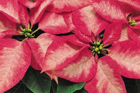 Departments Poinsettia Premium Ice Crystal 75