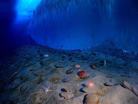 Ocean Floor Wallpapers Wallpaper Cave