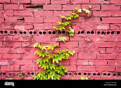 Climbing Vine Hi Res Stock Photography And Images Alamy
