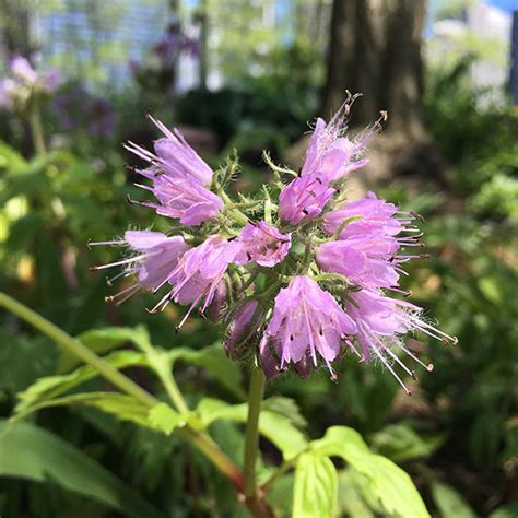 Hydrophyllum Virginianum Virginia Waterleaf Lurie Garden