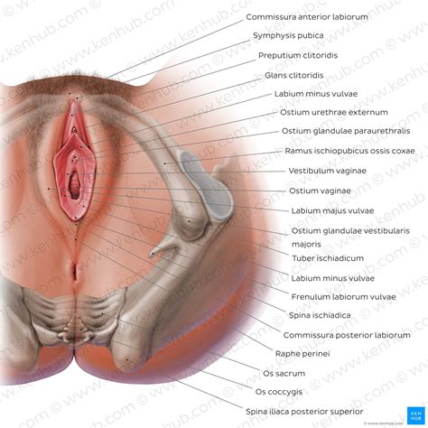 Klitoris Lage Aufbau Und Funktion Kenhub