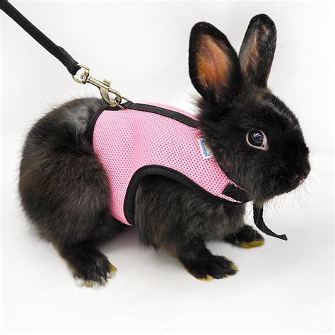 Bunny On A Leash Can You Walk A Rabbit By Squeaks And Nibbles