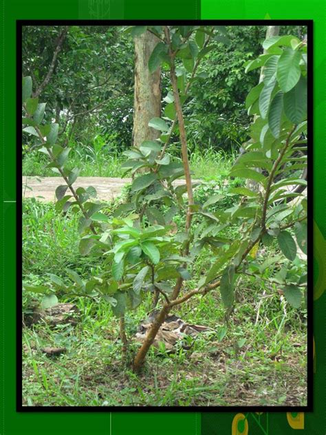 Mengurangi kebingungan verbal dan visual. KLASIFIKASI TUMBUHAN BERBIJI: Jambu biji (Psidium guajava L.)