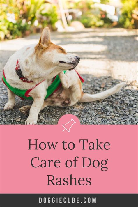 How To Take Care Of Dog Rashes Doggie Cube Dog Rash Dog Care Dogs