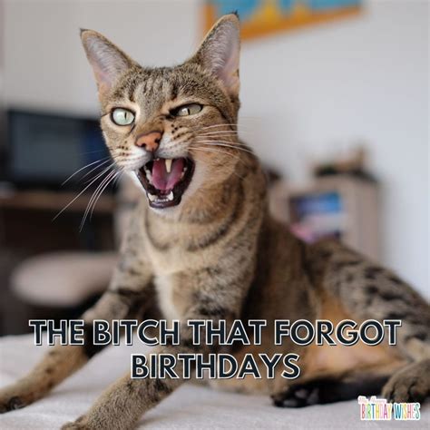 Funny Happy Birthday Memes In 2023 With Pictures
