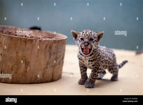 Baby Jaguar Hisses Photographers Zoo Hi Res Stock Photography And