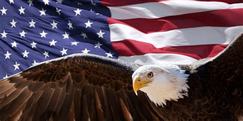 Patriotic Eagle Taking Wing In Front Of Us Flag Gold Star Parent