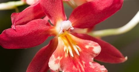 These beautiful, blossoming specimens constitute one of the biggest families of flowering plants known to man. Scarlet Orchid | ASPCA