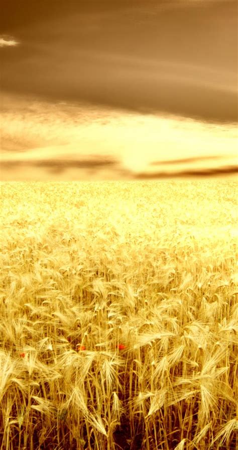 Wonderful Nature Golden Wheat Field In The Sunset