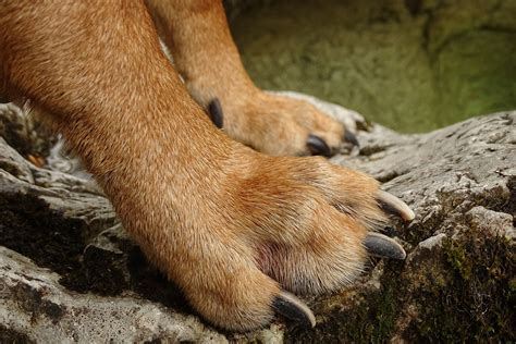 Do Dogs Have Dew Claws On The Back Feet