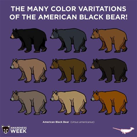 The Many Colour Variations Of The American Black Bear American Black