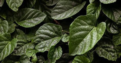 Green Leafed Plant · Free Stock Photo