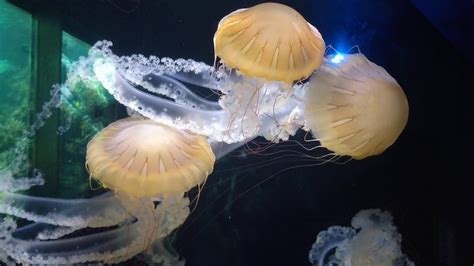 Jelly Fish With Octopus Limbs Youtube