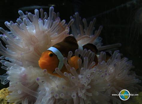 Fisheries department research institute aquarium. Penang Aquarium (Akuarium Tunku Abdul Rahman), Batu Maung ...