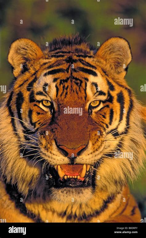 Tk0482 Thomas Kitchin Tiger Baring Teeth Stock Photo Alamy