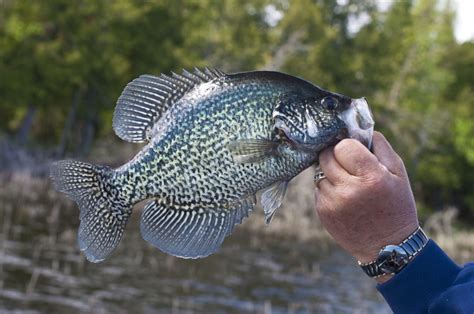 37 Tips Complete Guide To Catch More And Bigger Crappie Freshwater