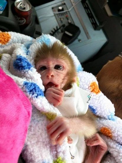 Awesome Baby Capuchin Monkeys For Sale Monkeys In Houston Tx In 2020