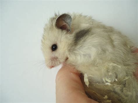 Syrian Hamster Stock Photo Image Of Muroidea Snout 85391080