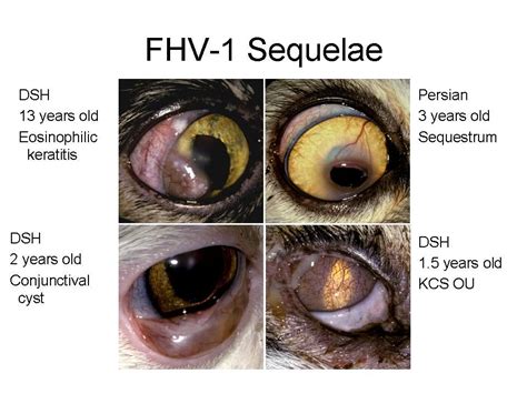 If the infection is caused by a scratch or an ulcer, vets will typically treat it topically with drops and orally with pain medication. http://www.google.es/blank.html | Ulcers, 2 years old, Corneal