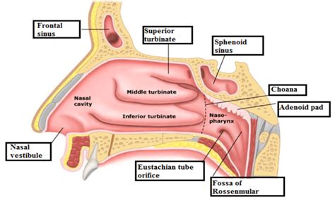 Parts Of Nasal Cavity Download Scientific Diagram