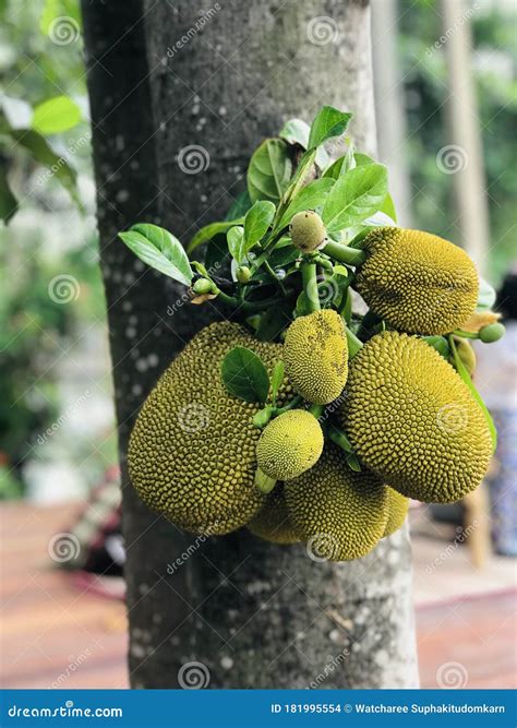 Jackfruit Or Artocarpus Heterophyllus Or Jack Tree Produce The Fruit