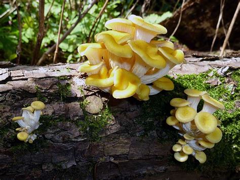 How To Grow Your Oyster Mushrooms Step By Step Epic Gardening 2022