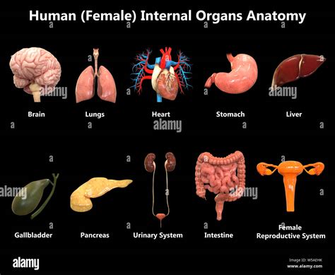 Diagrama De órganos Del Cuerpo Humano Femenino