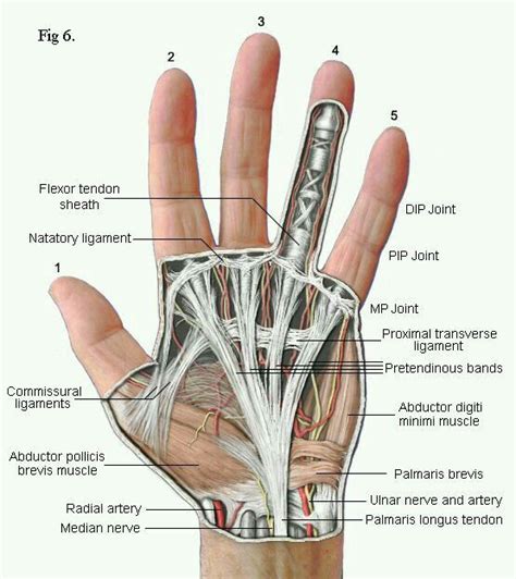 Pin By Anna Johnston On Work Hand Therapy Anatomy And Physiology