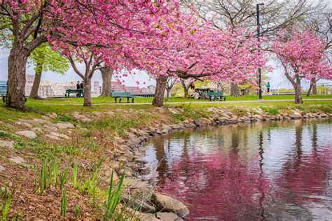 Where To See Cherry Blossoms In The Us Local Adventurer Travel