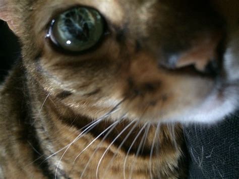 A Close Up Of A Cat Looking At The Camera