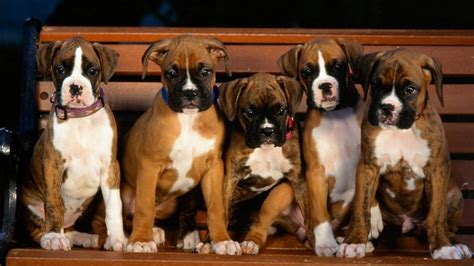 Boxer Dog Wallpapers Top Free Boxer Dog Backgrounds Wallpaperaccess