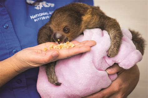 This Baby Sloth Is What You Need In Your Life Right Now Breakingnewsie