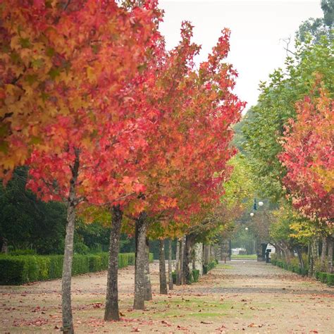 Sweet Gum Liquidambar Styraciflua