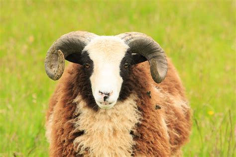 Norfolk Horn Ewe Sheep Animals Horns