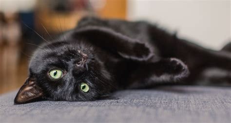 Top 10 Reasons To Love Black Cats Bechewy