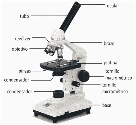 Partes De Una Actividad Etiquetado Microscopio Riset