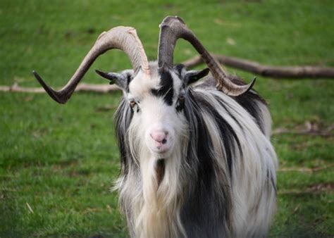 25 Long Haired Goat Breeds The Happy Chicken Coop
