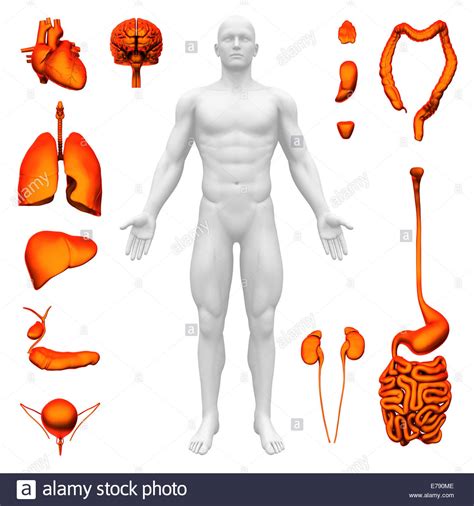 órganos De Humanos Imágenes Recortadas De Stock Alamy